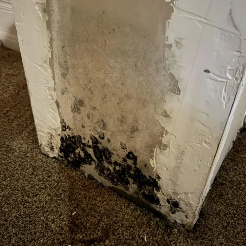 Professional Mold Removal in Rochester, WI